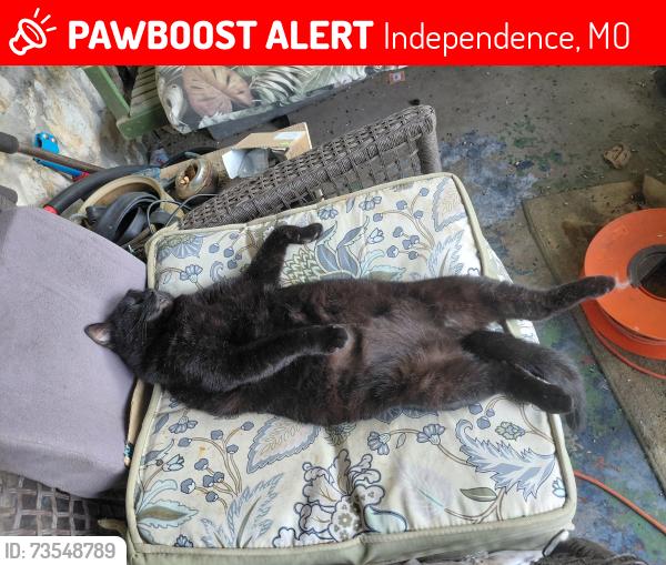 Lost Female Cat last seen Independence animal hosp, Independence, MO 64050