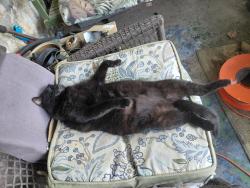 Lost Female Cat last seen Independence animal hosp, Independence, MO 64050