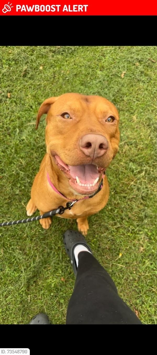 Lost Male Dog last seen Hennenton way high wycombe, Buckinghamshire, England 