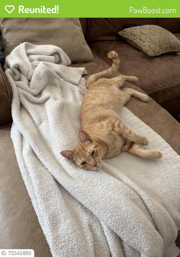 Reunited Male Cat last seen Lago lindo, Rancho Santa Fe, CA 92067