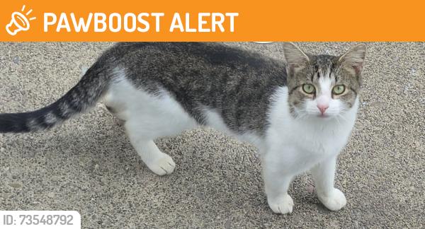 Found/Stray Unknown Cat last seen Thompson, Jenkins Township, PA 18640
