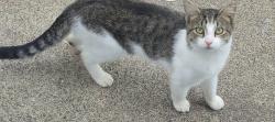 Found/Stray Unknown Cat last seen Thompson, Jenkins Township, PA 18640