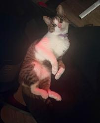 Reunited Female Cat last seen Sybelia Pkwy near Publix, Maitland, FL 32751