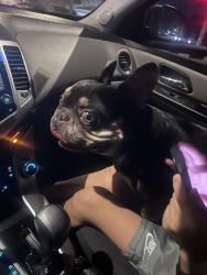 Reunited Male Dog last seen 9th and Western, Buena Park, CA 90621