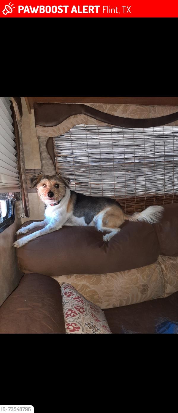 Lost Male Dog last seen Near fm 346, Flint, TX 75762