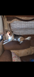 Lost Male Dog last seen Near fm 346, Flint, TX 75762