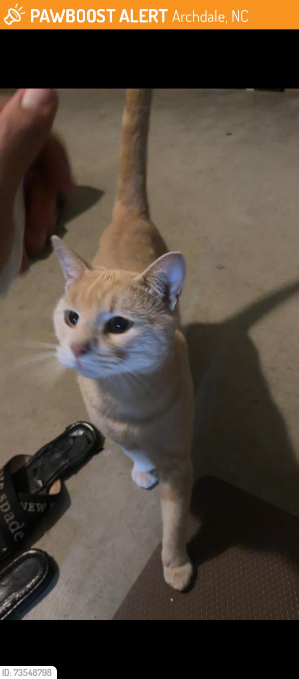 Found/Stray Male Cat last seen Near turnpike rd high point nc, Archdale, NC 27263