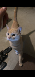 Found/Stray Male Cat last seen Near turnpike rd high point nc, Archdale, NC 27263