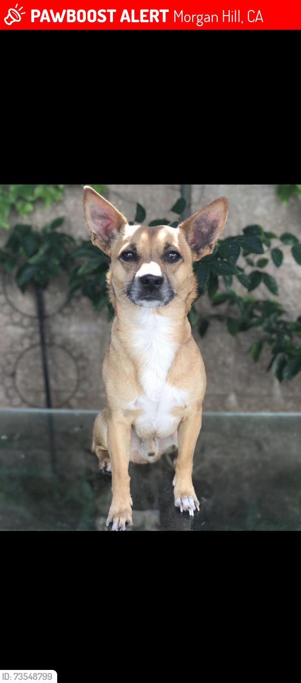 Lost Male Dog last seen El toro elementary school, Morgan Hill, CA 95037