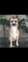 Lost Male Dog last seen El toro elementary school, Morgan Hill, CA 95037