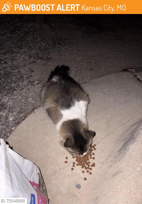 Found/Stray Female Cat last seen Cosby, Kansas City, MO 64151