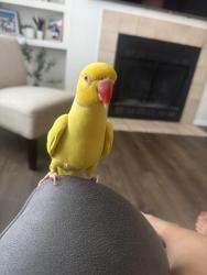 Lost Male Bird last seen Near belle chase cir, Tampa, FL 33634