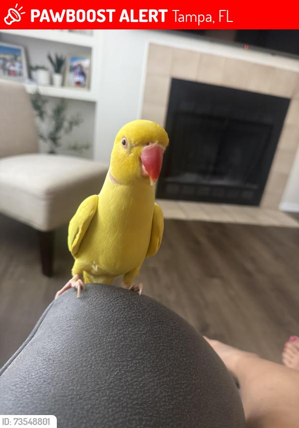 Lost Male Bird last seen Near belle chase cir, Tampa, FL 33634