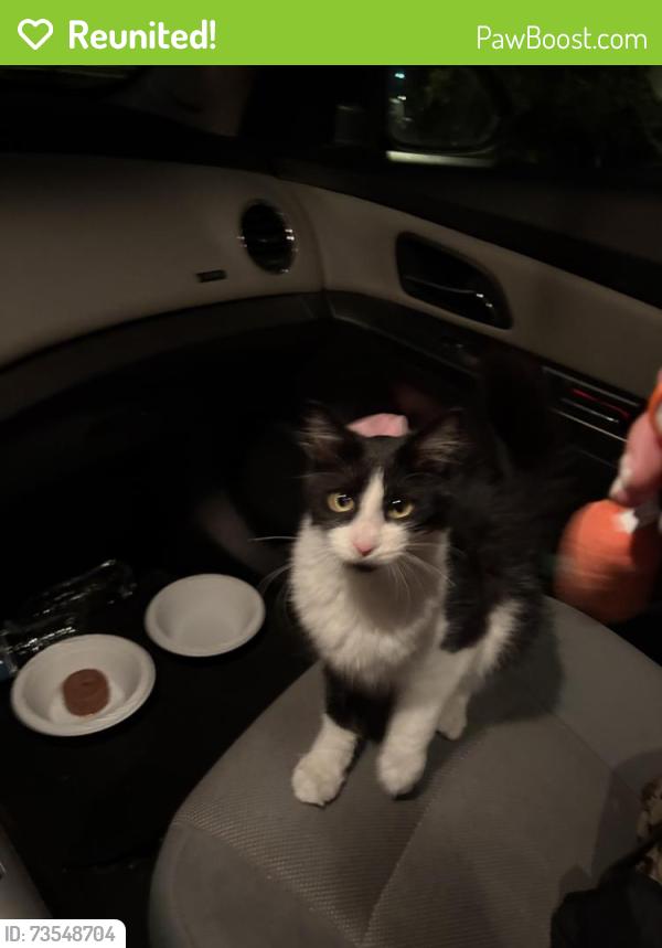 Reunited Female Cat last seen Mentor Ave. Pasadena, Pasadena, CA 91106