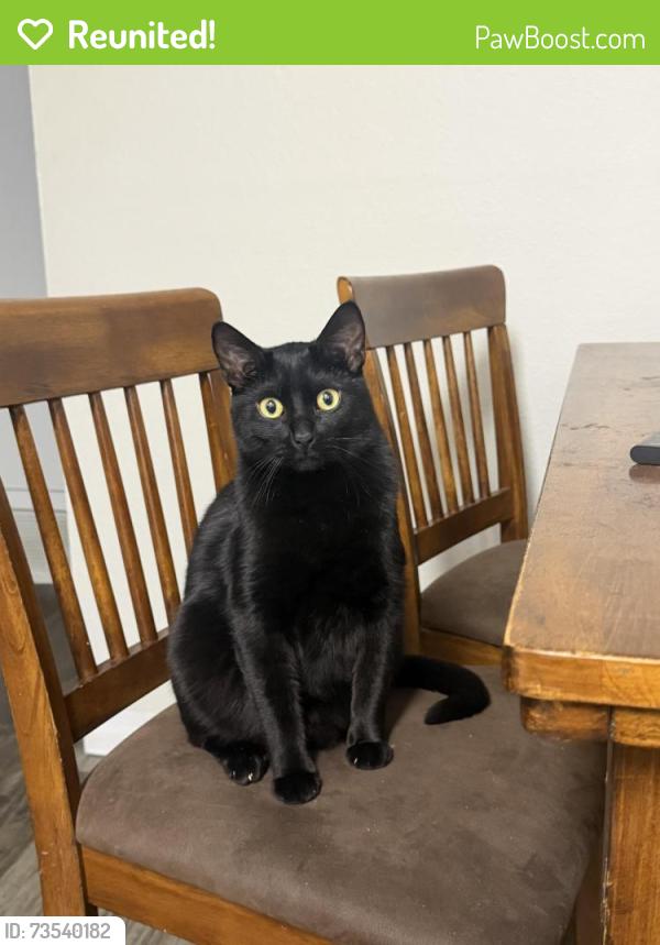 Reunited Male Cat last seen Apartamento revive por las canchas de Fut bol, Denver, CO 80014