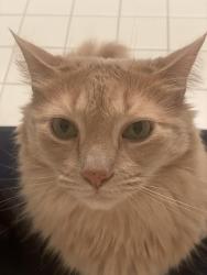 Lost Male Cat last seen Just mom’s, Wallace Township, PA 19343