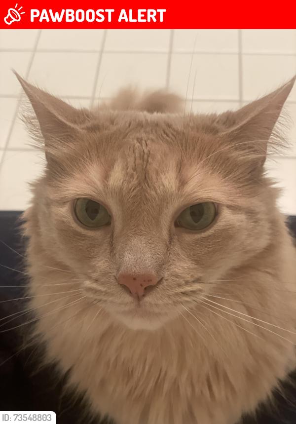 Lost Male Cat last seen Just mom’s, Wallace Township, PA 19343