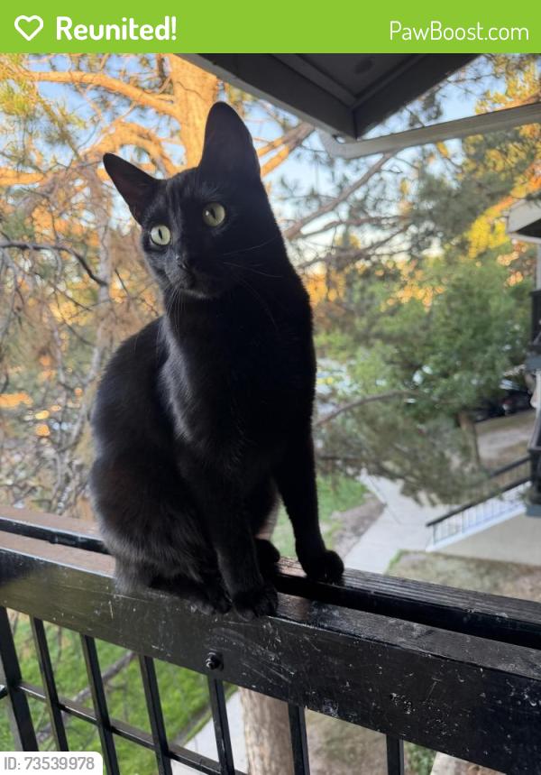 Reunited Female Cat last seen Last time seen by the apmts revive by the soccer fields, Denver, CO 80014