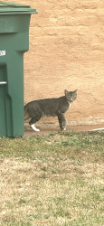 Found/Stray Unknown Cat last seen St. Charles recreation center, Denver, CO 80205