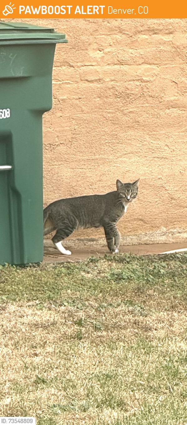 Found/Stray Unknown Cat last seen St. Charles recreation center, Denver, CO 80205