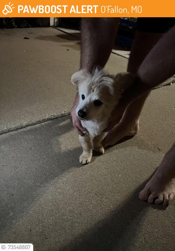 Found/Stray Male Dog last seen Damnes Park, O'Fallon, MO 63366