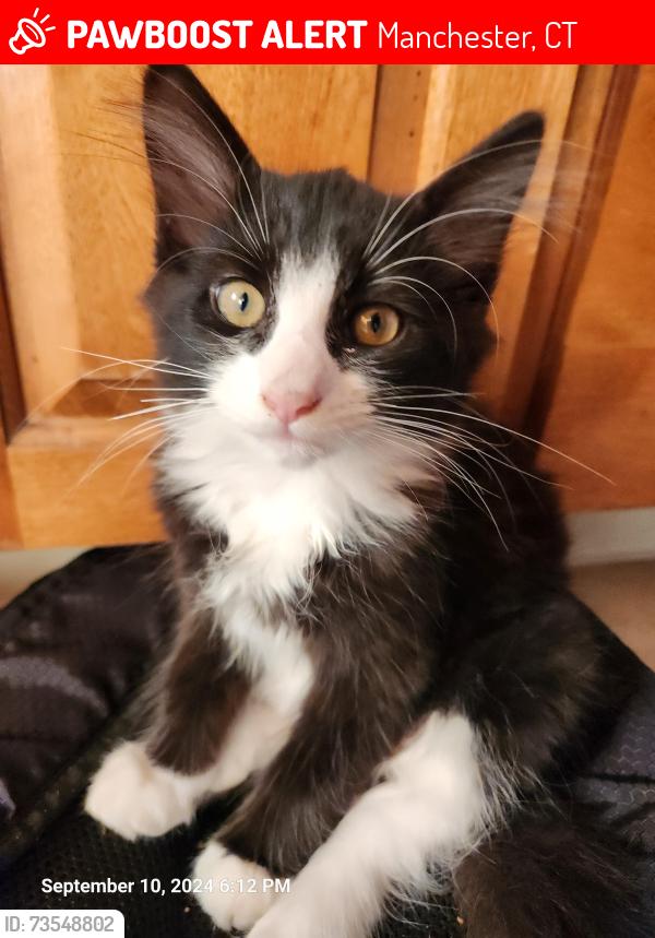 Lost Female Cat last seen East center st/ lydall, Manchester, CT 06040