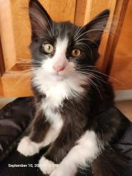 Lost Female Cat last seen East center st/ lydall, Manchester, CT 06040
