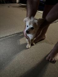 Found/Stray Male Dog last seen Damnes Park, O'Fallon, MO 63366