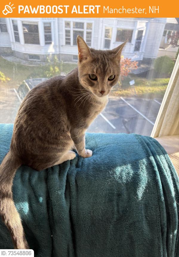 Found/Stray Female Cat last seen Webster and Bay Streets near Farm and Flower, Manchester, NH 03104