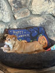 Lost Female Dog last seen contour, Nuevo, CA 92567