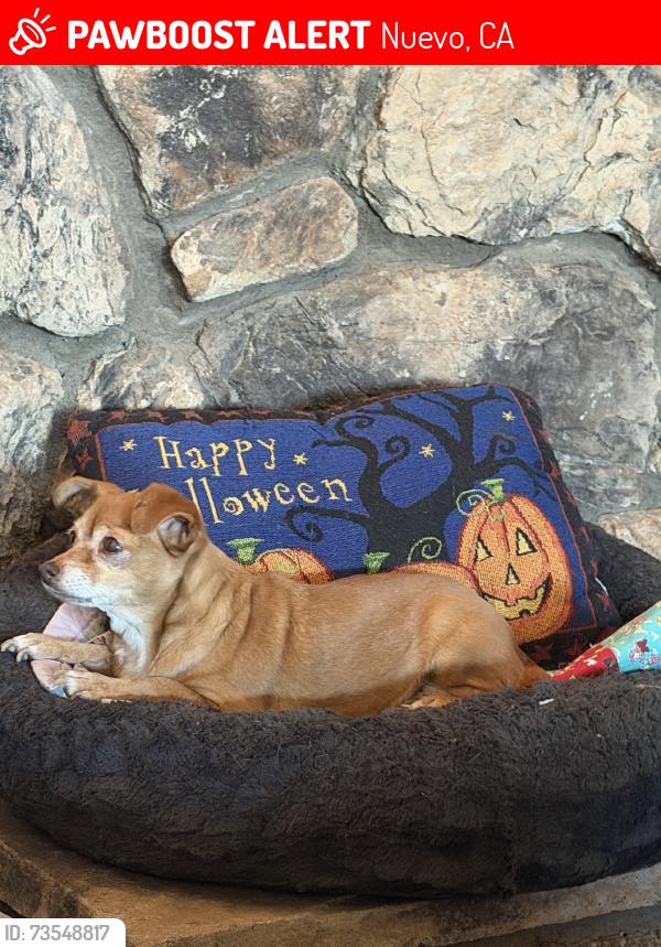 Lost Female Dog last seen contour, Nuevo, CA 92567