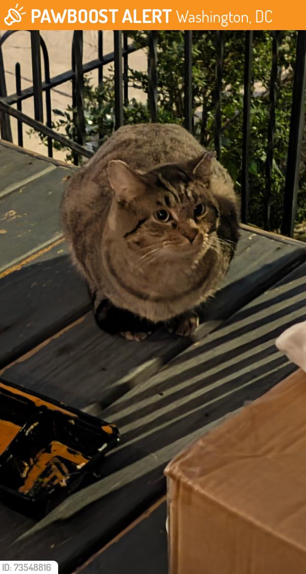 Found/Stray Unknown Cat last seen 5th St NE and I St NE, Washington, DC 20002