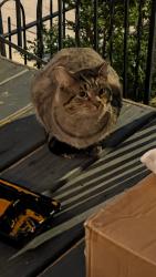 Found/Stray Unknown Cat last seen 5th St NE and I St NE, Washington, DC 20002