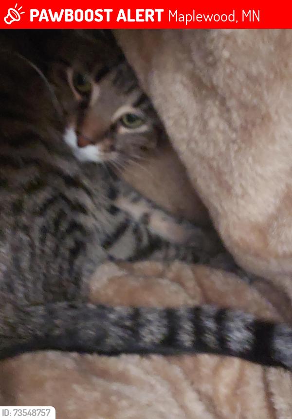 Lost Female Cat last seen Skillman, Maplewood, MN 55117