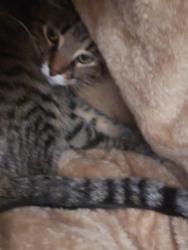 Lost Female Cat last seen Skillman, Maplewood, MN 55117