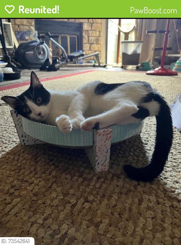 Reunited Female Cat last seen Silver Valley townhomes, Lakewood, CO 80227