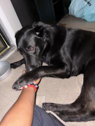 Found/Stray Male Dog last seen Station 19 apts, Phoenix, AZ 85021