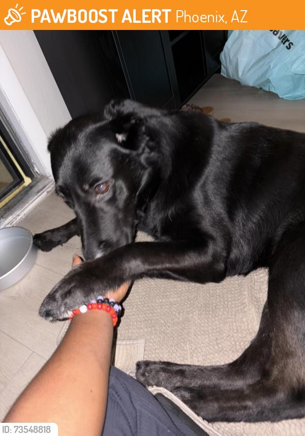 Found/Stray Male Dog last seen Station 19 apts, Phoenix, AZ 85021