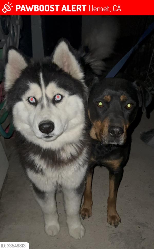 Lost Unknown Dog last seen Johnston st going down Yale st, Hemet, CA 92544