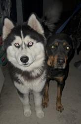 Lost Unknown Dog last seen Johnston st going down Yale st, Hemet, CA 92544