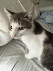 Lost Female Cat last seen Willis and Platt, Saline, MI 48176