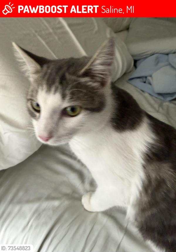 Lost Female Cat last seen Willis and Platt, Saline, MI 48176