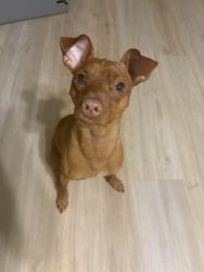 Reunited Male Dog last seen Armstrong, Clovis, CA 93611