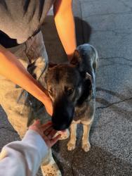Found/Stray Male Dog last seen Mableton pkwy, Mableton, GA 30126
