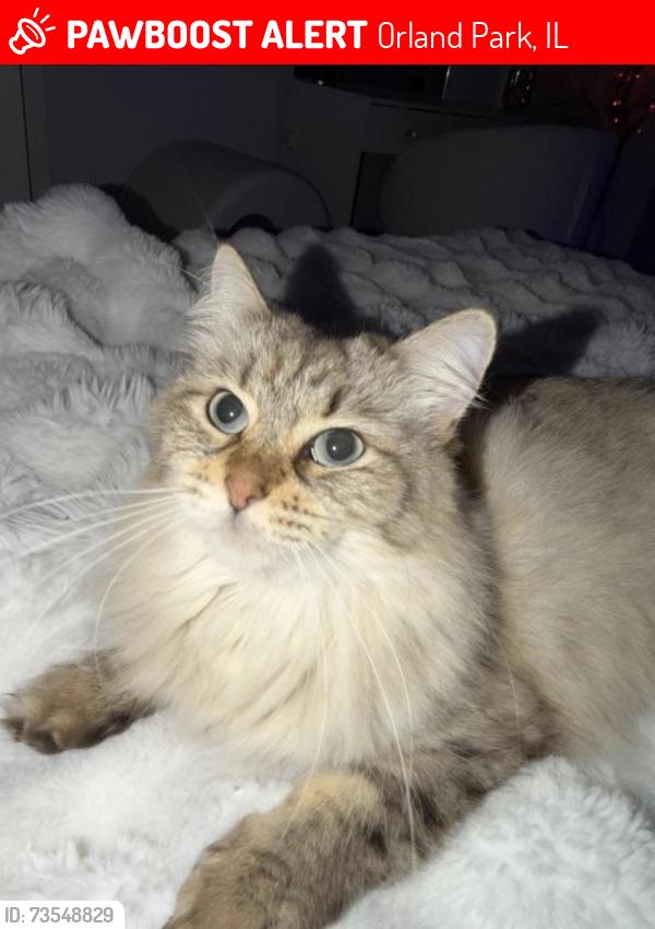 Lost Female Cat last seen chadbourn drive orland park, Orland Park, IL 60462