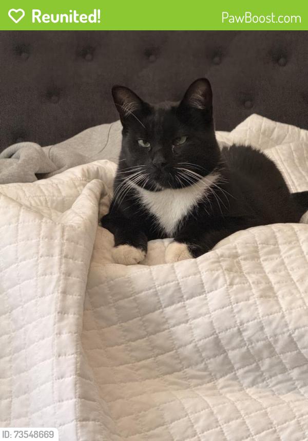 Reunited Male Cat last seen Clovis, CA, USA, Clovis, CA 93612