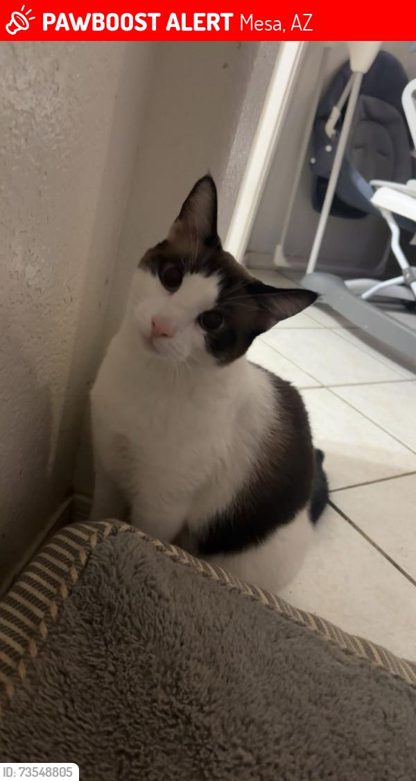 Lost Female Cat last seen Preston St. And Power Rd, near 202, Mesa, AZ 85215