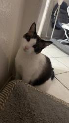 Lost Female Cat last seen Preston St. And Power Rd, near 202, Mesa, AZ 85215