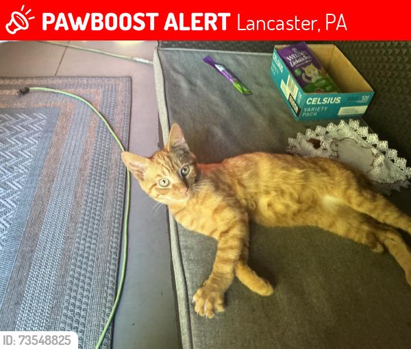 Lost Male Cat last seen Glenn more circle, Lancaster, PA 17601