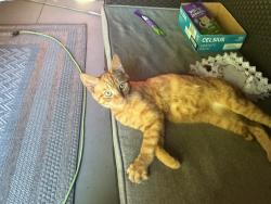 Lost Male Cat last seen Glenn more circle, Lancaster, PA 17601